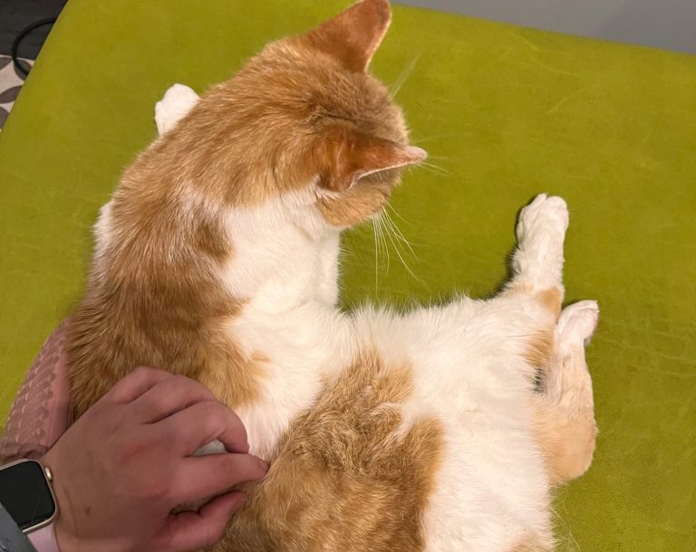 Katze bei der Physiotherapie Eine orange-weiße Katze liegt entspannt auf einer grünen Liege während der Physiotherapiebehandlung