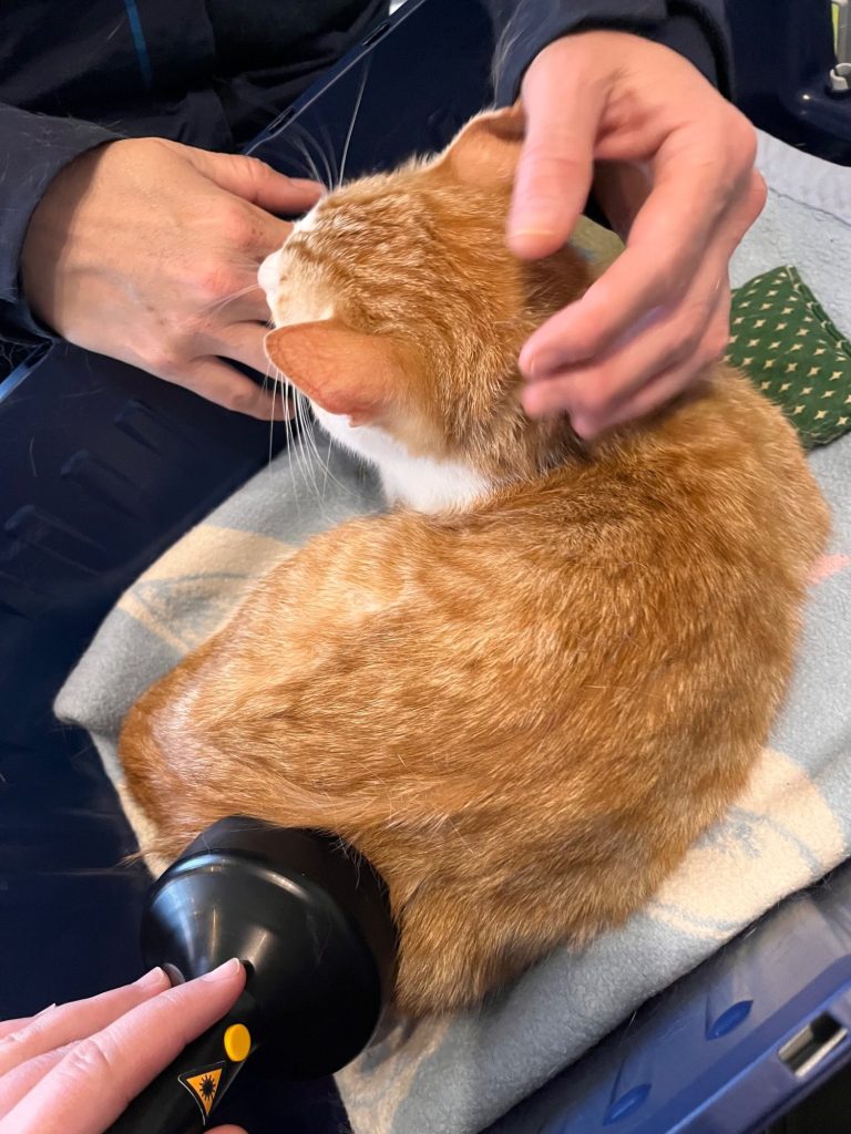 Eine orangefarbene Katze wird mit dem Laser behandelt
