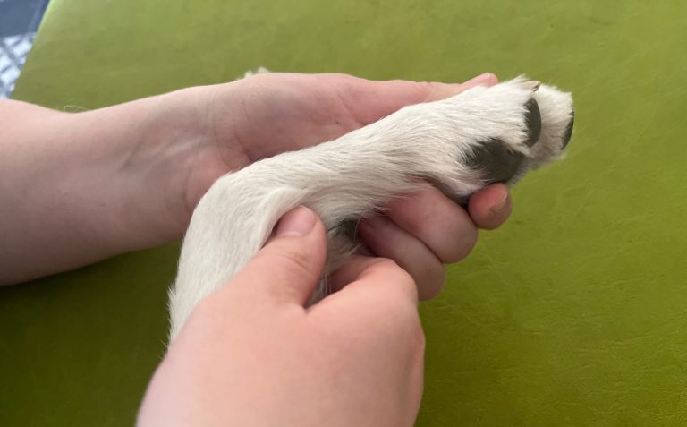 manuelle Therapie Eine Frau behandelt manuell einen Hund am Vorderbein auf einer Behandlungsliege