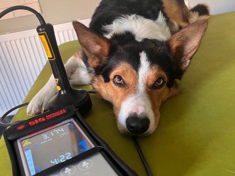 Lasertherapie Ein Hund liegt auf einer grünen Behandlungsliege neben ihm liegt ein Lasergerät für die Therapie