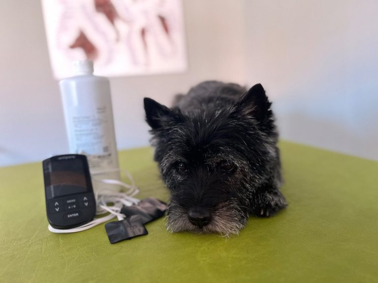 TENS Ein kleiner, grauer Hund liegt auf einem grünen Tisch neben einem Tensgerät und enstprechendem Zubehör (Gel und Elektroden)