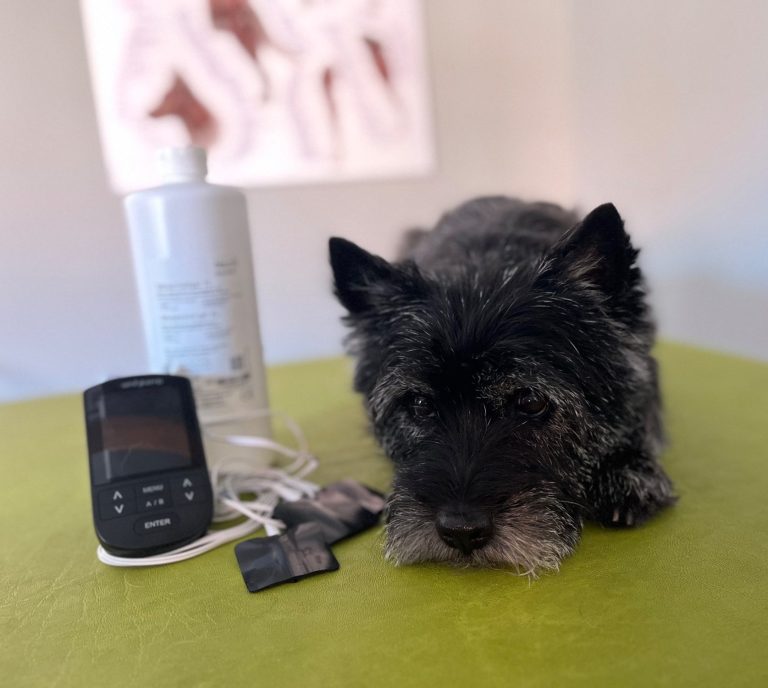 Ein dunkler Cairn Terrier liegt auf der Behandlungsliege neben einem Tens-Gerät und entsprechendem Zubehör (Gel, Elektroden)