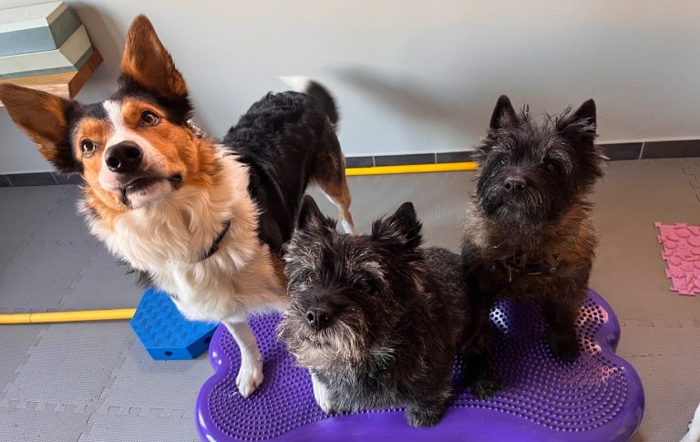 Bewegungstherapie Drei Hunde stehen auf einer Plattform, zwei sind schwarz und grau, einer ist braun und weiß.