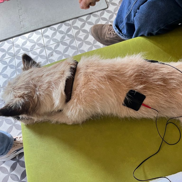 Ein Hund liegt entspannt auf der Behandlungsliege während die TENS-Therapie angewendet wird