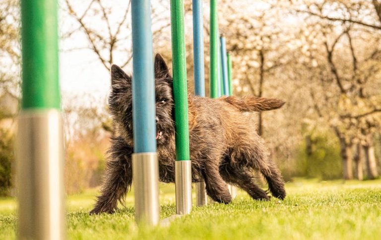 Sporthundephysiotherapie Ein Hund läuft durch einen Agilityslalom auf einer Wiese.