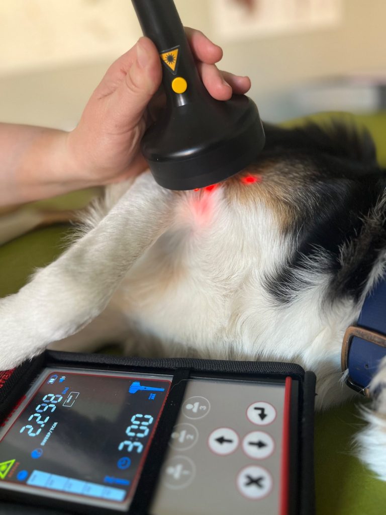 Lasertherapie an einem Hund, der auf einer Liege liegt und an der Schulter behandelt wird.