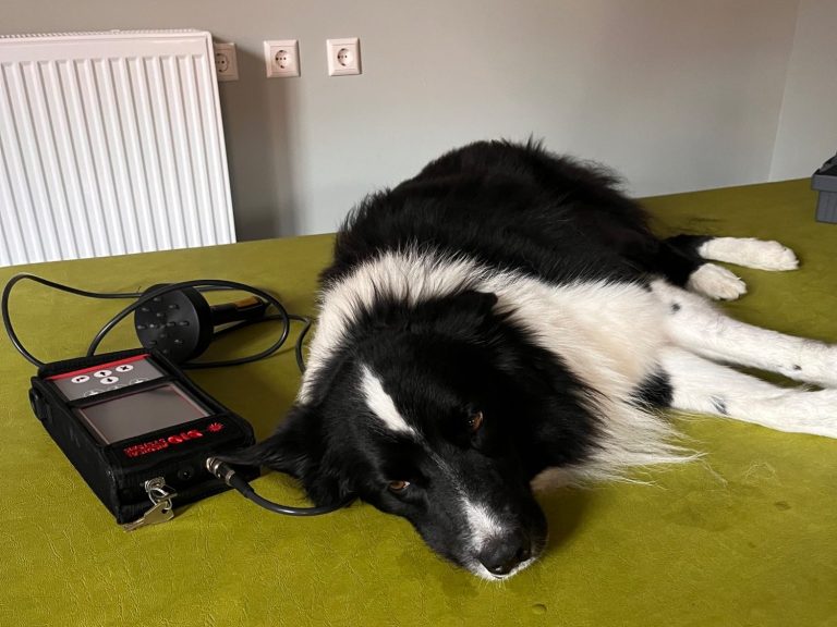 Ein schwarz-weißer Border Collie liegt entspannt mit dem Lasergerät auf der Behandlungsliege nachdem die Lasertherapie durchgeführt wurde.